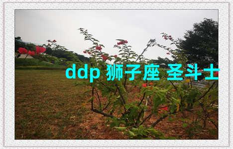 ddp 狮子座 圣斗士